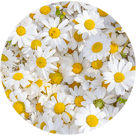 Chamomile & Passion Flower Extracts