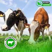 7 - Gentle Beast Multi Flavored Whey Protein Isolate,  4.4 lb  Belgian Chocolate, Mango and Cookies & Cream 